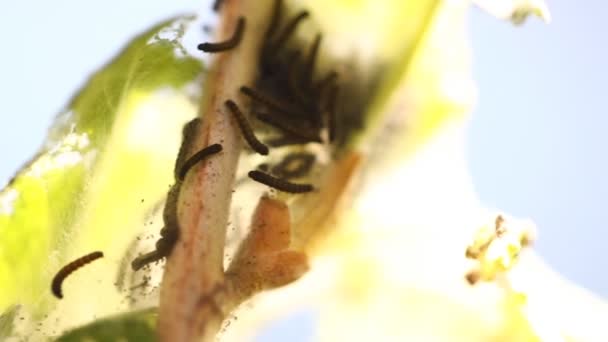 Ravageurs des groseilles dans le jardin — Video