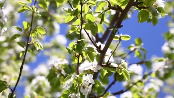 Bahçede armut çiçeği — Stok video
