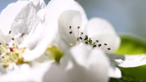 Białe kwiaty wiśni na wiosnę — Wideo stockowe