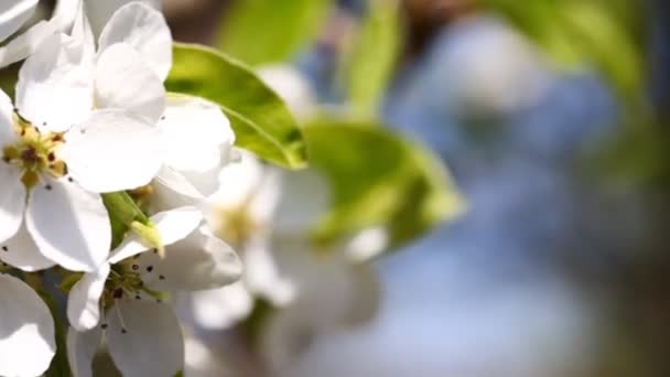 春天里的白樱花 — 图库视频影像