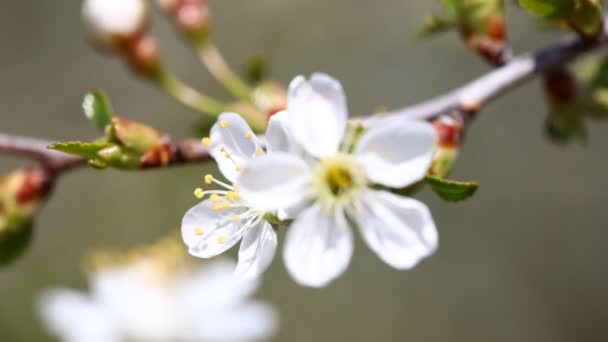 Fiori di ciliegio bianco in primavera — Video Stock