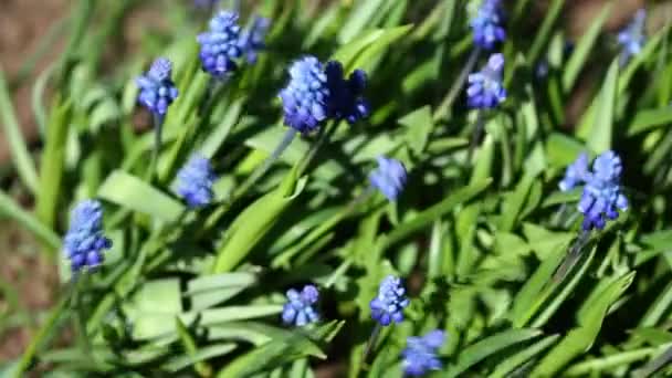 Flores de muscari azul tierno — Vídeos de Stock