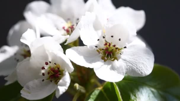 Witte kers bloemen op lente tijd — Stockvideo