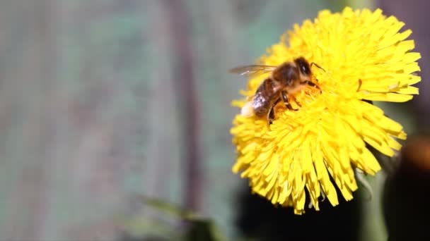 Včela pracuje na žluté pampelišce. — Stock video
