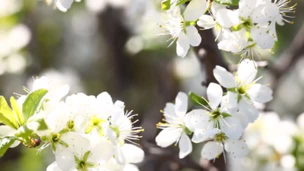 Пчела и белые цветы — стоковое видео