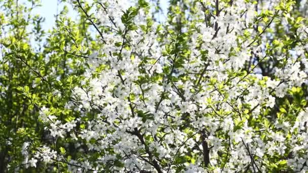 Fiori di ciliegio bianco in primavera — Video Stock