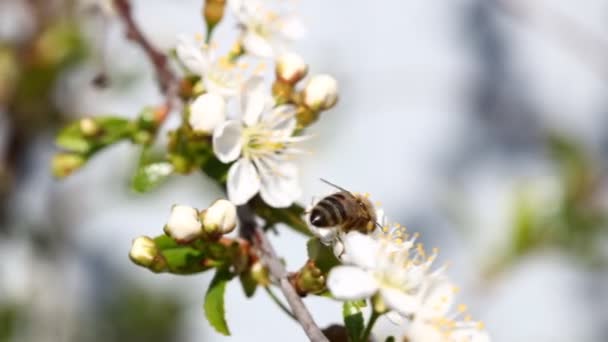 春天的花朵。苹果树花 — 图库视频影像