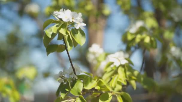 Pear Blossom di taman — Stok Video