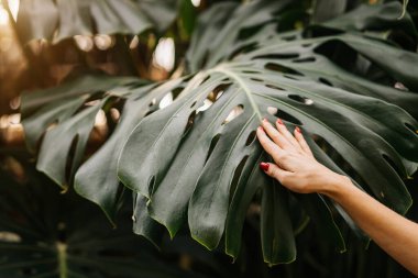 Büyük yeşil canavar yaprağında klasik kırmızı manikürlü kadın eli. Sabahın köründe tropikal ormanda beyaz bir kadın. Yaz, tatil, bitki konsepti.