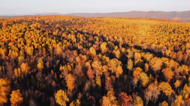 Güzel bir sonbahar, ormanda sarı ağaçlar, insansız hava aracı fotoğrafları.