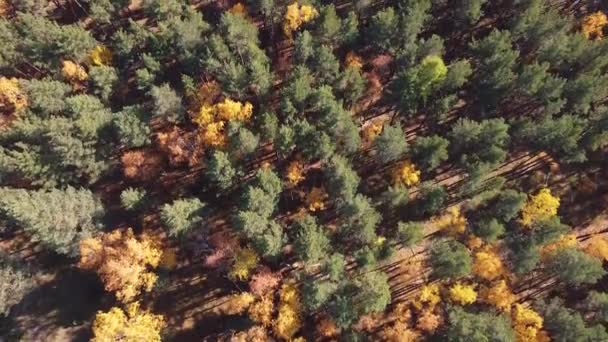 Naturaleza de otoño con tiro con drones — Vídeos de Stock