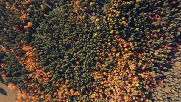 Herfst natuur met drone schieten — Stockvideo