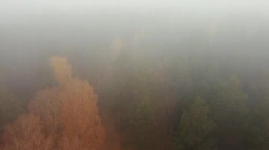 Sonbahar sis drone ormanı