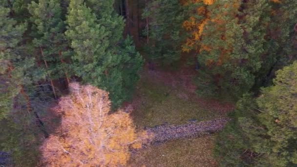 Autunno natura con drone riprese — Video Stock