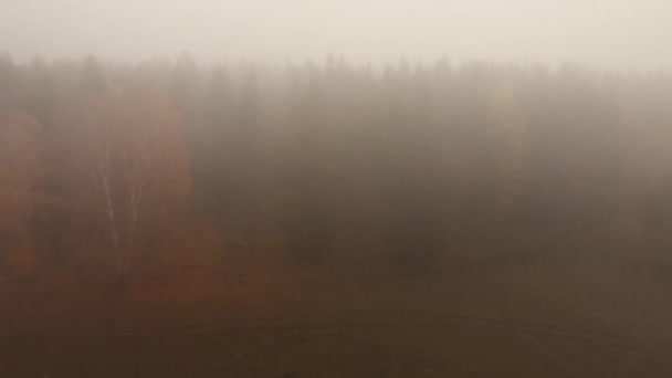 Herbstnebel Drohnenwald — Stockvideo