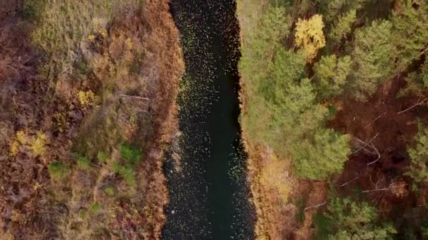 Floresta de outono rio. — Vídeo de Stock