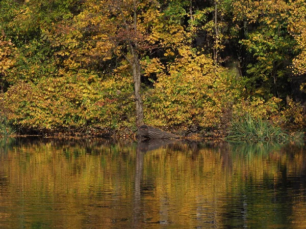 Paisagem calma de árvores coloridas e rio no parque real Wilanow na cidade europeia de Varsóvia, na Polônia — Fotografia de Stock