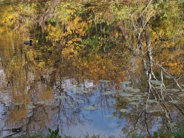 Reflexão da água da paisagem de árvores coloridas e rio no parque real Wilanow na cidade europeia de Varsóvia, na Polônia — Fotografia de Stock