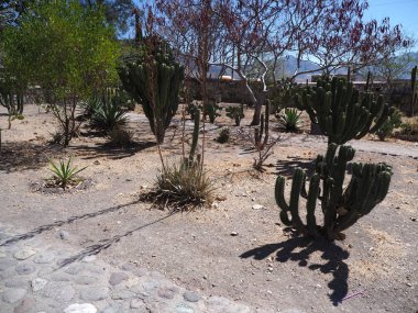 Mitla City Meksika manzara içinde Oaxaca devlet Zapotek Dili kültürünün önemli arkeolojik sit, tropikal bitki