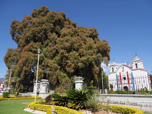 Ciprés gigante con tronco robusto e iglesia en la plaza principal de la ciudad de Santa Maria del Tule en México — Foto de Stock