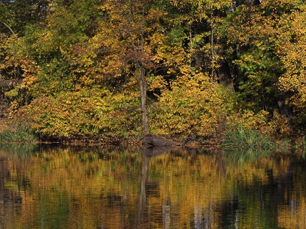 Colorful Landscapes Colorful Trees River Water Reflection Royal Wilanow Park — Fotografia de Stock