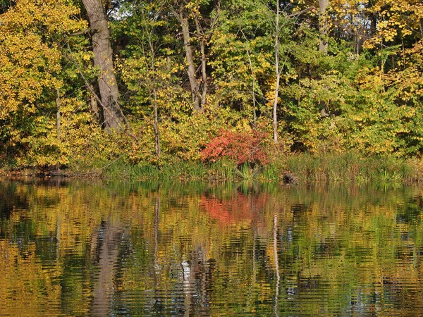 Marvelous Landscapes Trees River Water Reflection Royal Wilanow Park European — Fotografia de Stock