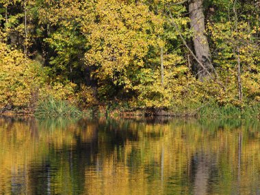 Avrupa Varşova 'nın başkenti Polonya' daki Royal Wilanow parkında Ekim 2018 'de güneşli bir sonbahar gününde ağaçlı ve su yansıtmalı renkli kıyı manzaraları.