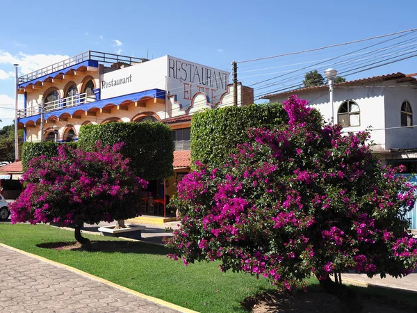 Bomen met violette bloemen en restaurant in Mexicaanse stad in Santa Maria del Tule stad in Mexico — Stockfoto