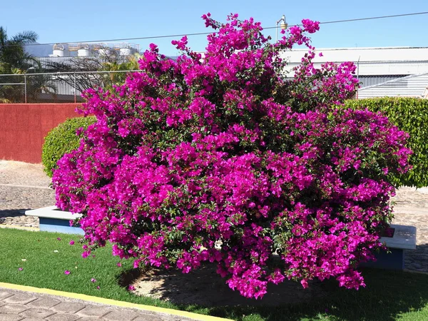 Tree with violet flowers and restaurant at Tule city in Mexico at Oaxaca state with clear blue sky in 2018 warm sunny winter day, North America on February.