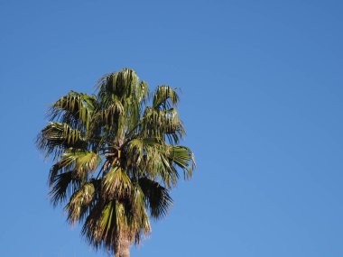 Fas 'ın Chefchaouen kasabasındaki yeşil palmiye ağacının tepesinde 2019' da açık mavi gökyüzü güneşli bahar günü, nisan ayında kuzey Afrika.