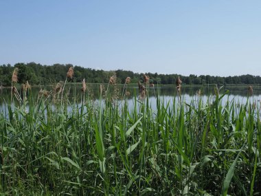 Polonya 'nın Goczalkowice kasabasında Reed ve üreme göleti manzarası
