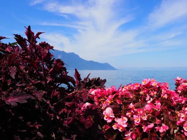 Reddish Flowers Promenade European Montreux City Lake Geneva Canton Vaud — Photo