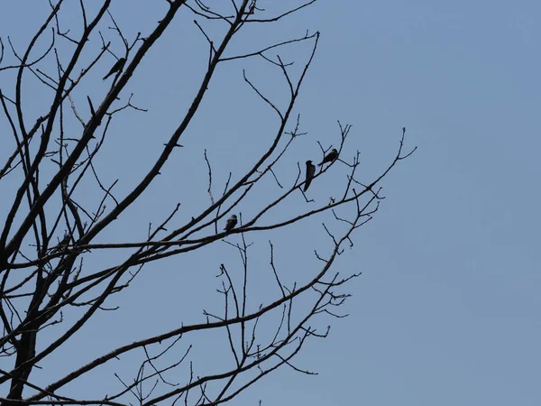 Tres golondrinas se sientan en el árbol en Goczalkowice en Polonia —  Fotos de Stock