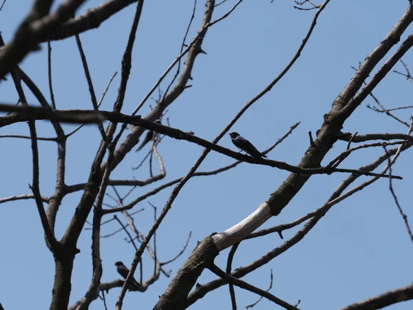 Two Swallows Sit Tree European Goczalkowice Town Silesian District Poland —  Fotos de Stock