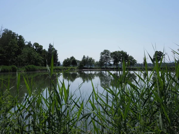 Reed Landscapes Breeding Pond European Goczalkowice Town Silesian District Poland — стокове фото