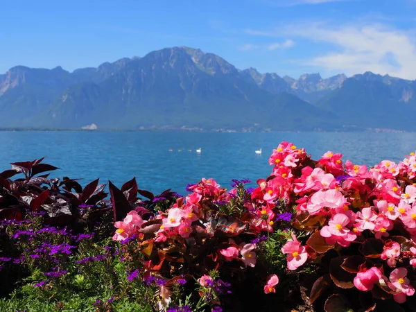 Belas flores avermelhadas no passeio marítimo na cidade de Montreux, na Suíça — Fotografia de Stock