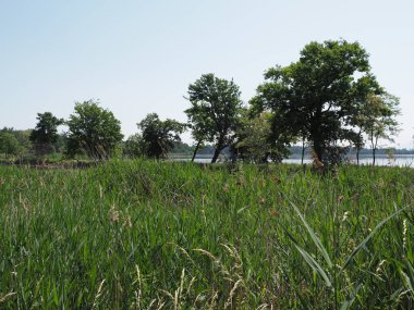 Reed ve Polonya 'nın Silezya bölgesinde Avrupa' nın Goczalkowice kasabasındaki üreme göleti manzaraları üzerinde ağaçlar. 2020 'de açık mavi gökyüzü Haziran' da güneşli bir bahar günü.