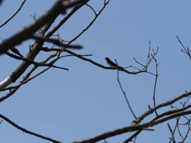 Kırlangıç, Polonya 'nın Silezya bölgesindeki Goczalkowice kasabasında, Avrupa' nın ağaçlarında oturur, 2020 'nin güneşli bahar gününde açık mavi gökyüzü Haziran' da.