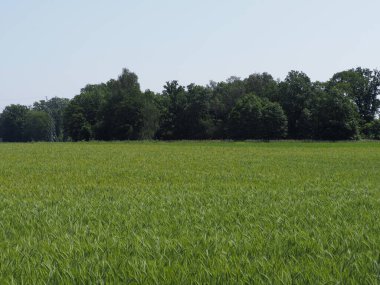 Polonya 'nın Silezya bölgesinde Avrupa' nın Goczalkowice kasabasındaki manzaralarda tahıl ekinleri ve ağaçlar. 2020 'de açık mavi gökyüzü Haziran' da güneşli bir bahar günü.