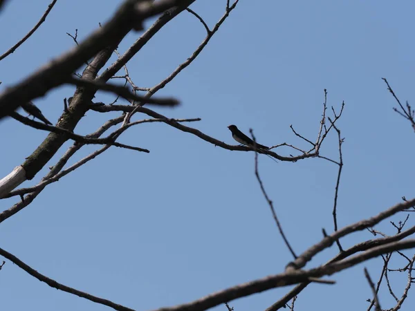 Swallow Sit Tree European Goczalkowice Town Silesian District Poland Clear — Zdjęcie stockowe