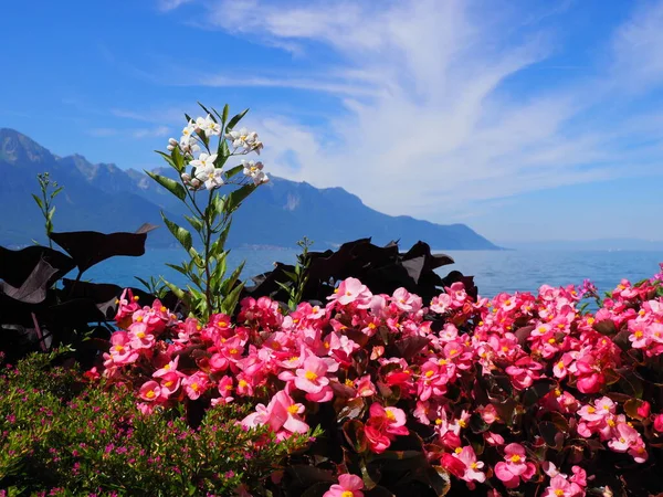 Beauty red flowers at promenade in european Montreux city at Lake Geneva in canton Vaud in Switzerland, clear blue sky in 2017 warm sunny summer day on July.