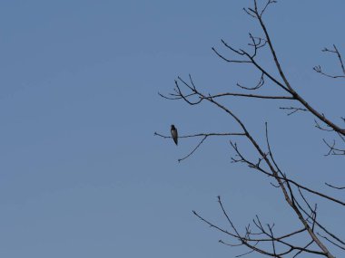 Polonya 'da Goczalkowice' de bir kırlangıç ağaçta duruyor.