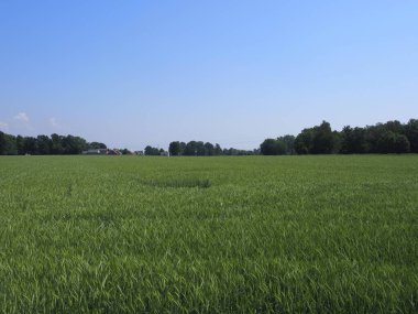 Polonya 'nın Goczalkowice kasabasında yeşil tahıl ve ağaçlar