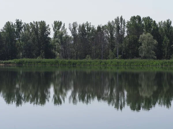 Ліс у водах озера в Гоцальковіце (Польща). — стокове фото