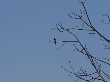 Bir kırlangıç, Polonya 'nın Silezya bölgesindeki Goczalkowice kasabasındaki Avrupa' nın ağaçlarında, 2020 'nin güneşli bahar gününde açık mavi gökyüzünde bulunuyor..