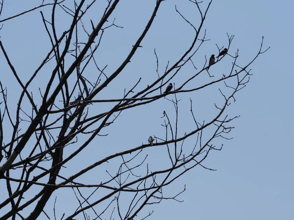 Four Swallows Sit Tree European Goczalkowice Town Silesian District Poland —  Fotos de Stock
