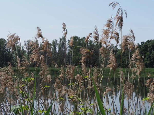 Cane Landscapes Breeding Pond European Goczalkowice Town Silesian District Poland — стокове фото