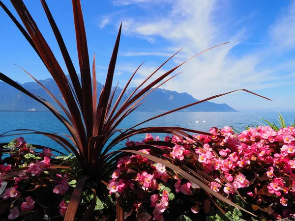 Wonderful Flowers Promenade European Montreux City Lake Geneva Canton Vaud — Stockfoto