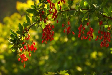 Yeşil arka planda böğürtlen kırmızı meyveleri.
