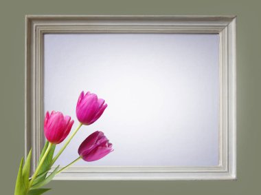 Laleler ile gri bir arka plan üzerinde bir çerçeve içinde beyaz arka plan.